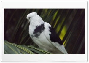 Pigeon Ultra HD Wallpaper for 4K UHD Widescreen desktop, tablet & smartphone