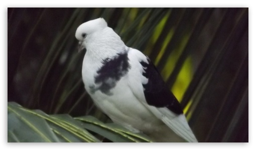Pigeon UltraHD Wallpaper for HD 16:9 ;