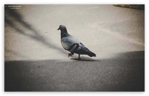 Pigeon UltraHD Wallpaper for UHD 16:9 ; HD 16:9 ; Widescreen 16:10 5:3 ; Fullscreen 3:2 ;