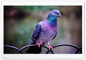 Pigeon Ultra HD Wallpaper for 4K UHD Widescreen desktop, tablet & smartphone