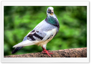 Pigeon Bird Ultra HD Wallpaper for 4K UHD Widescreen desktop, tablet & smartphone