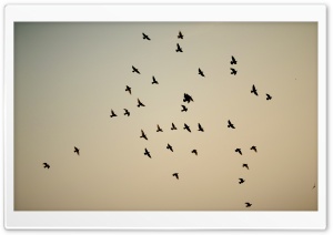 Pigeon Flock Ultra HD Wallpaper for 4K UHD Widescreen desktop, tablet & smartphone