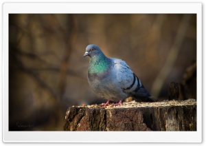 Pigeon On A Stump Ultra HD Wallpaper for 4K UHD Widescreen desktop, tablet & smartphone
