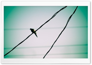 Pigeon On A Wire Ultra HD Wallpaper for 4K UHD Widescreen desktop, tablet & smartphone