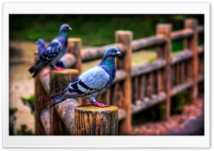 Pigeons Ultra HD Wallpaper for 4K UHD Widescreen desktop, tablet & smartphone