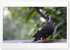 Pigeons IMG 0777 Ultra HD Wallpaper for 4K UHD Widescreen Desktop, Lockscreen, Screensaver, TV, Tablet, Smartphone