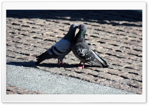 Pigeons Love Ultra HD Wallpaper for 4K UHD Widescreen desktop, tablet & smartphone