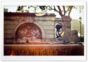 Pigeons On A Fountain Ultra HD Wallpaper for 4K UHD Widescreen desktop, tablet & smartphone