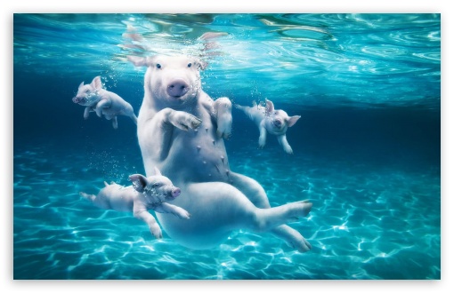 Pigs In Water UltraHD Wallpaper for HD 16:9 ; Widescreen 16:10 5:3 ; Fullscreen 4:3 5:4 3:2 ; Tablet 1:1 ;