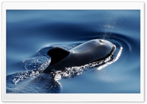 Pilot Whale Ultra HD Wallpaper for 4K UHD Widescreen desktop, tablet & smartphone
