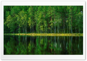 Pine and Birch Forest, Lake, Sweden 4K UHD Wallpaper for Widescreen and UltraWide Desktop, UltraHD TV, Smartphone, Tablet