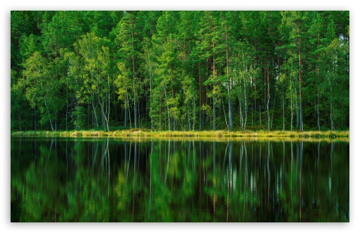 Pine and Birch Forest, Lake, Sweden UltraHD Wallpaper for UHD 16:9 ; HD 16:9 ; UltraWide 21:9 24:10 32:9 32:10 ; Widescreen 16:10 5:3 ; Fullscreen 4:3 5:4 3:2 ; Tablet 1:1 ; Mobile 9:16 9:19.5 9:20 9:21 9:22 10:16 2:3 3:5 3:4 ; Dual 16:10 5:3 16:9 4:3 5:4 3:2 ;