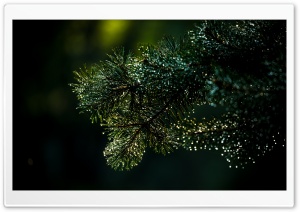 Pine Branch, Nature Photography Ultra HD Wallpaper for 4K UHD Widescreen desktop, tablet & smartphone