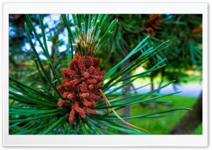 Pine Buds Ultra HD Wallpaper for 4K UHD Widescreen desktop, tablet & smartphone