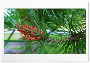 Pine Buds Ultra HD Wallpaper for 4K UHD Widescreen Desktop, Lockscreen, Screensaver, TV, Tablet, Smartphone