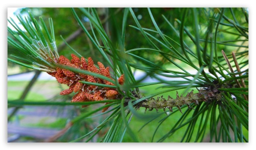 Pine Buds UltraHD Wallpaper for UHD 16:9 ; HD 16:9 ;