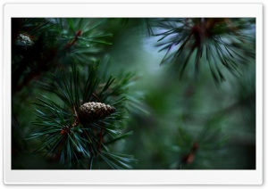Pine Cones And Twigs Ultra HD Wallpaper for 4K UHD Widescreen desktop, tablet & smartphone