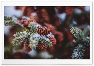 Pine Cones Snow Ultra HD Wallpaper for 4K UHD Widescreen desktop, tablet & smartphone