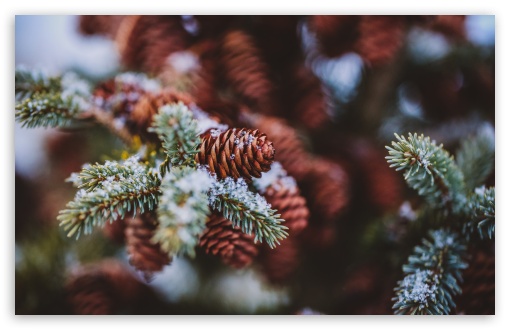 shallow focus photography of pine cone iPhone Wallpapers in 2023  Wallpaper  iphone christmas Christmas wallpaper Preppy wallpaper