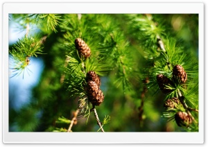 Pine Cones Spring Ultra HD Wallpaper for 4K UHD Widescreen desktop, tablet & smartphone