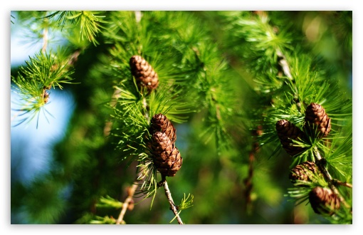 Pine Cones Spring UltraHD Wallpaper for Wide 16:10 5:3 Widescreen WHXGA WQXGA WUXGA WXGA WGA ; 8K UHD TV 16:9 Ultra High Definition 2160p 1440p 1080p 900p 720p ; Standard 4:3 5:4 3:2 Fullscreen UXGA XGA SVGA QSXGA SXGA DVGA HVGA HQVGA ( Apple PowerBook G4 iPhone 4 3G 3GS iPod Touch ) ; Tablet 1:1 ; iPad 1/2/Mini ; Mobile 4:3 5:3 3:2 16:9 5:4 - UXGA XGA SVGA WGA DVGA HVGA HQVGA ( Apple PowerBook G4 iPhone 4 3G 3GS iPod Touch ) 2160p 1440p 1080p 900p 720p QSXGA SXGA ;