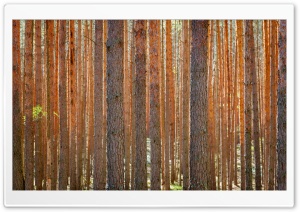 Pine Forest Ultra HD Wallpaper for 4K UHD Widescreen desktop, tablet & smartphone