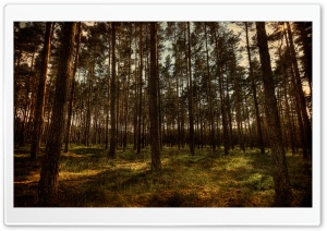 Pine Forest, HDR Ultra HD Wallpaper for 4K UHD Widescreen desktop, tablet & smartphone