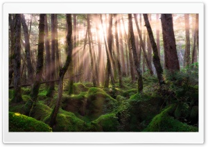 Pine Forest Sunrise Ultra HD Wallpaper for 4K UHD Widescreen desktop, tablet & smartphone