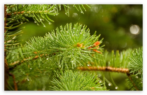 Pine Needles UltraHD Wallpaper for HD 16:9 ; Widescreen 16:10 5:3 ; Fullscreen 4:3 5:4 ; Tablet 1:1 ; Mobile 3:5 3:4 ;