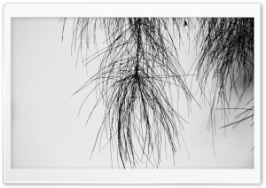 Pine Needles Black and White Ultra HD Wallpaper for 4K UHD Widescreen desktop, tablet & smartphone