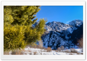 Pine Needles Macro Ultra HD Wallpaper for 4K UHD Widescreen Desktop, Lockscreen, Screensaver, TV, Tablet, Smartphone