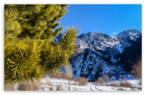 Pine Needles Macro UltraHD Wallpaper for HD 16:9 ; Widescreen 16:10 5:3 ; Fullscreen 4:3 5:4 3:2 ; Tablet 1:1 ; Mobile 3:4 ;