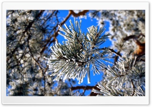 Pine Needles, Winter Ultra HD Wallpaper for 4K UHD Widescreen desktop, tablet & smartphone