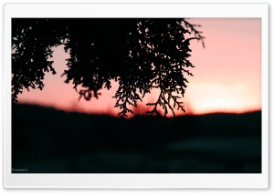 Pine Shrubs In Sunset Ultra HD Wallpaper for 4K UHD Widescreen desktop, tablet & smartphone