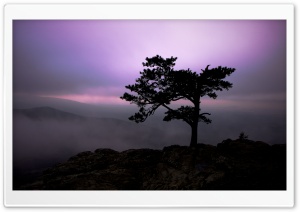 Pine Tree At Twilight Ultra HD Wallpaper for 4K UHD Widescreen desktop, tablet & smartphone