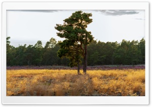 Pine Tree, Dry Grass Field, Nature Photography Ultra HD Wallpaper for 4K UHD Widescreen desktop, tablet & smartphone