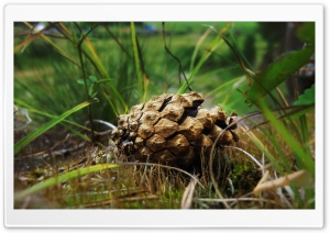 Pinecone Macro 4K UHD Wallpaper for Widescreen and UltraWide Desktop, UltraHD TV, Smartphone, Tablet