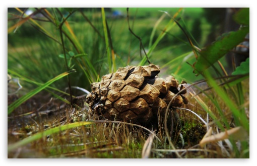 Pinecone Macro UltraHD Wallpaper for HD 16:9 ; Widescreen 16:10 5:3 ; Fullscreen 4:3 5:4 3:2 ; Tablet 1:1 ; Mobile 3:4 ; Dual 5:4 ;