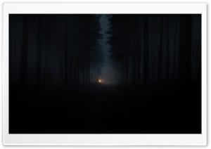 Pines Forest during a Foggy Night 4K UHD Wallpaper for Widescreen and UltraWide Desktop, UltraHD TV, Smartphone, Tablet