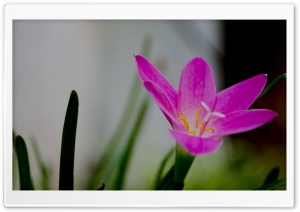 Pink Ultra HD Wallpaper for 4K UHD Widescreen desktop, tablet & smartphone