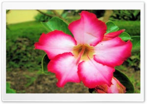 Pink & White Flower Ultra HD Wallpaper for 4K UHD Widescreen desktop, tablet & smartphone