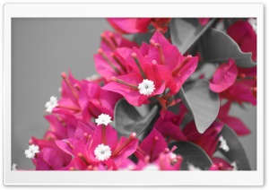 Pink and Black Flower Ultra HD Wallpaper for 4K UHD Widescreen desktop, tablet & smartphone