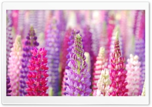 Pink And Purple Lupin Flowers Ultra HD Wallpaper for 4K UHD Widescreen desktop, tablet & smartphone