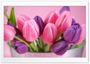 Pink And Purple Tulips Ultra HD Wallpaper for 4K UHD Widescreen desktop, tablet & smartphone
