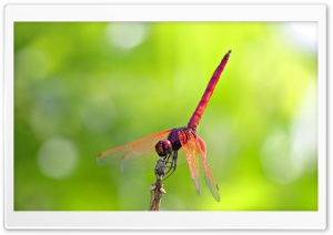 Pink And Red Dragonfly Ultra HD Wallpaper for 4K UHD Widescreen desktop, tablet & smartphone