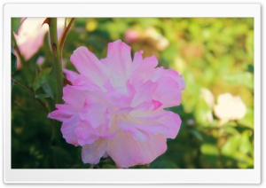 Pink And White Flower Ultra HD Wallpaper for 4K UHD Widescreen desktop, tablet & smartphone