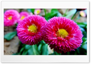 Pink and Yellow 4K UHD Wallpaper for Widescreen and UltraWide Desktop, UltraHD TV, Smartphone, Tablet