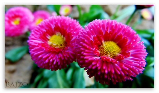 Pink and Yellow UltraHD Wallpaper for UHD 16:9 ; HD 16:9 ;