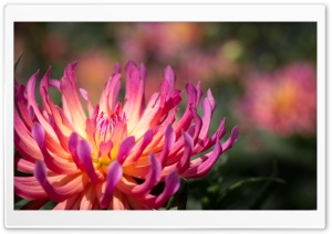 Pink and Yellow Flower Macro Ultra HD Wallpaper for 4K UHD Widescreen desktop, tablet & smartphone