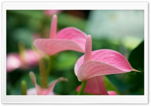 Pink Anthurium Ultra HD Wallpaper for 4K UHD Widescreen desktop, tablet & smartphone